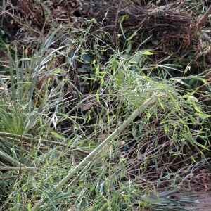 189-ecopole-compost-branches