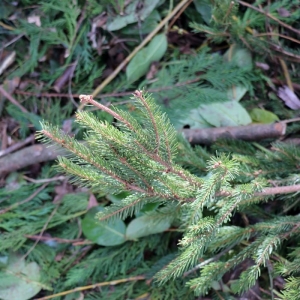 79-particuliers-branches Enlèvement de déchets de particulier.